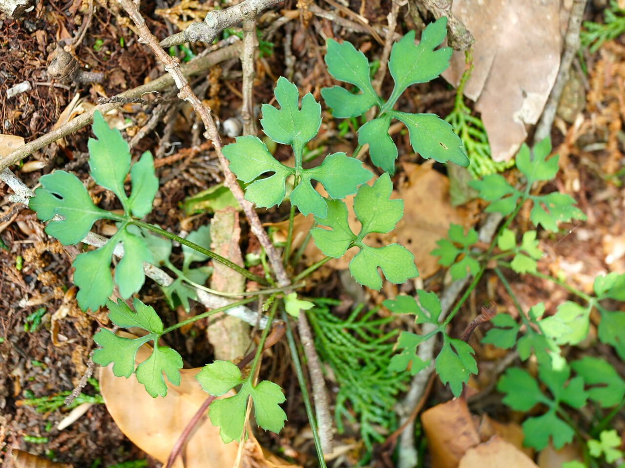 DSC00190 7