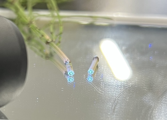 生物部スギナ茎1 生物部スギナ茎1
