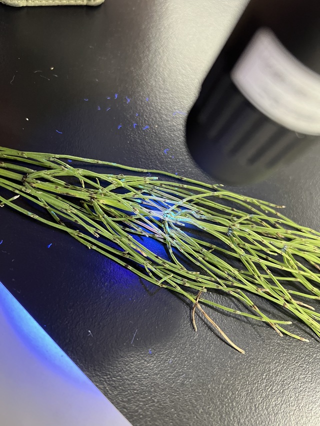 生物部スギナ葉 生物部スギナ葉