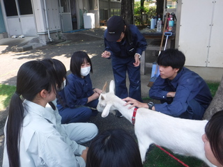 0705doubutsu1