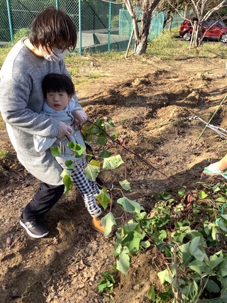 芋堀２