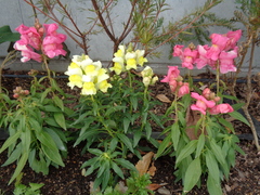 花壇２