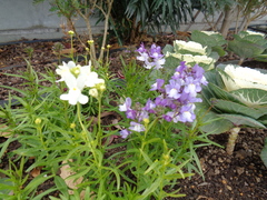 花壇３