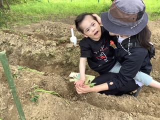 苗植え２