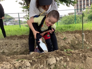 苗植え３