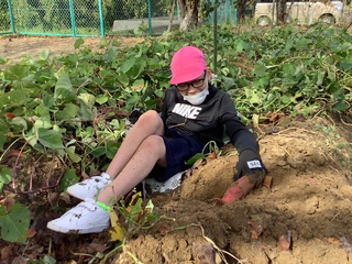 いもほり6 いもほり6