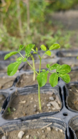 生育状況-6月2日-