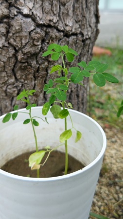 生育状況-6月23日-