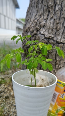 生育状況-7月7日-