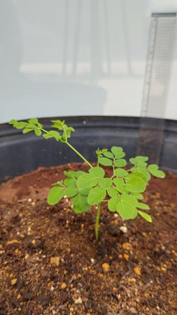 生育状況-7月14日-