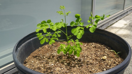 生育状況-7月24日-