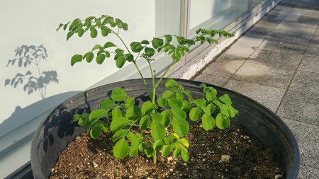 生育状況-7月28日-