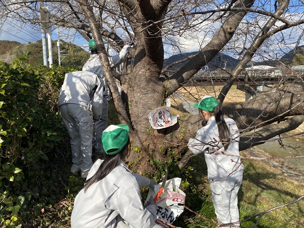 河津桜剪定