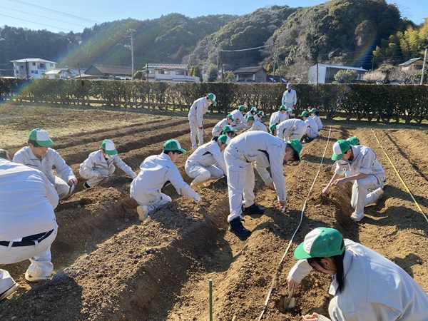 ジャガイモ定植