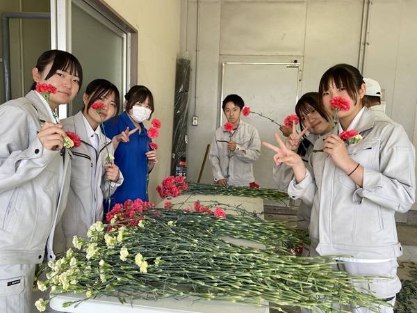 カーネーション出荷調整