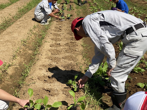 野菜の定植
