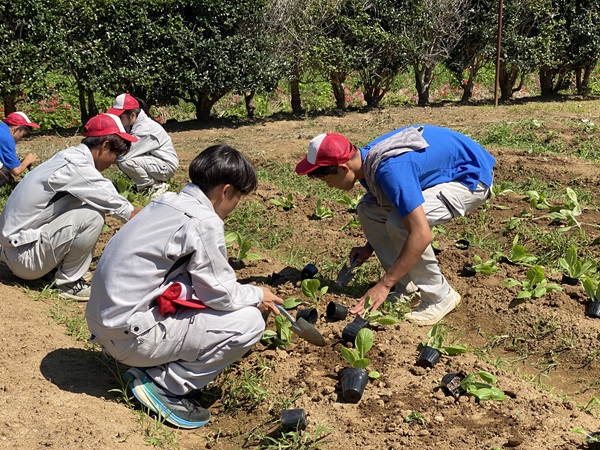 野菜の定植