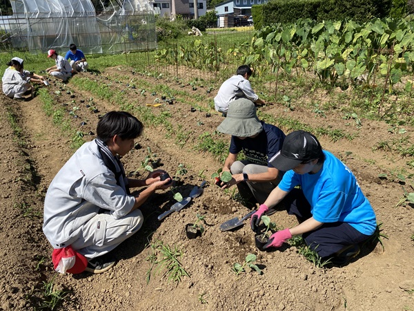 野菜の定植
