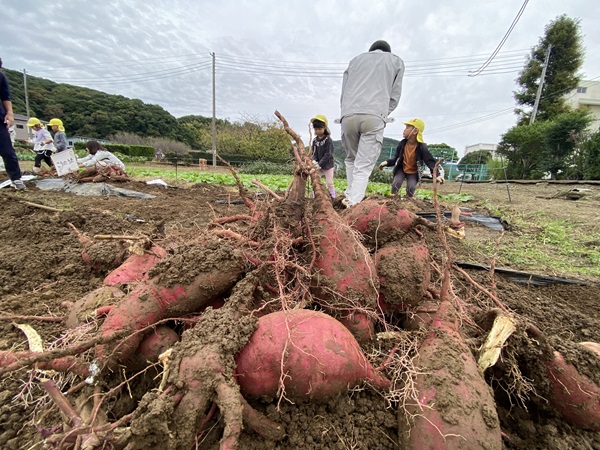 芋ほり