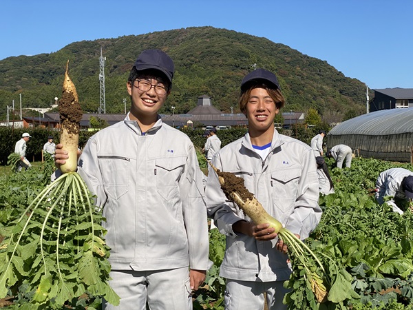 ダイコン