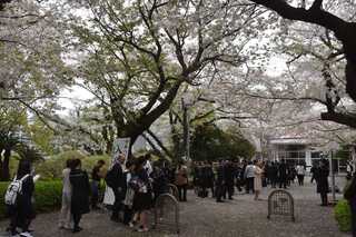 入学式桜_4439