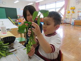 枝豆の様子を触って観察する幼児