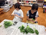 チンゲンサイを千切る児童