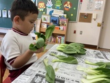 チンゲンサイを観察する幼児
