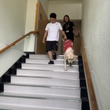 盲導犬と階段を下る生徒