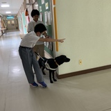 盲導犬と廊下を歩行する生徒