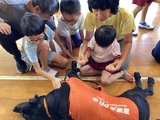 盲導犬と触れ合う幼児、児童