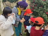 サザンカを観察する小学部児童