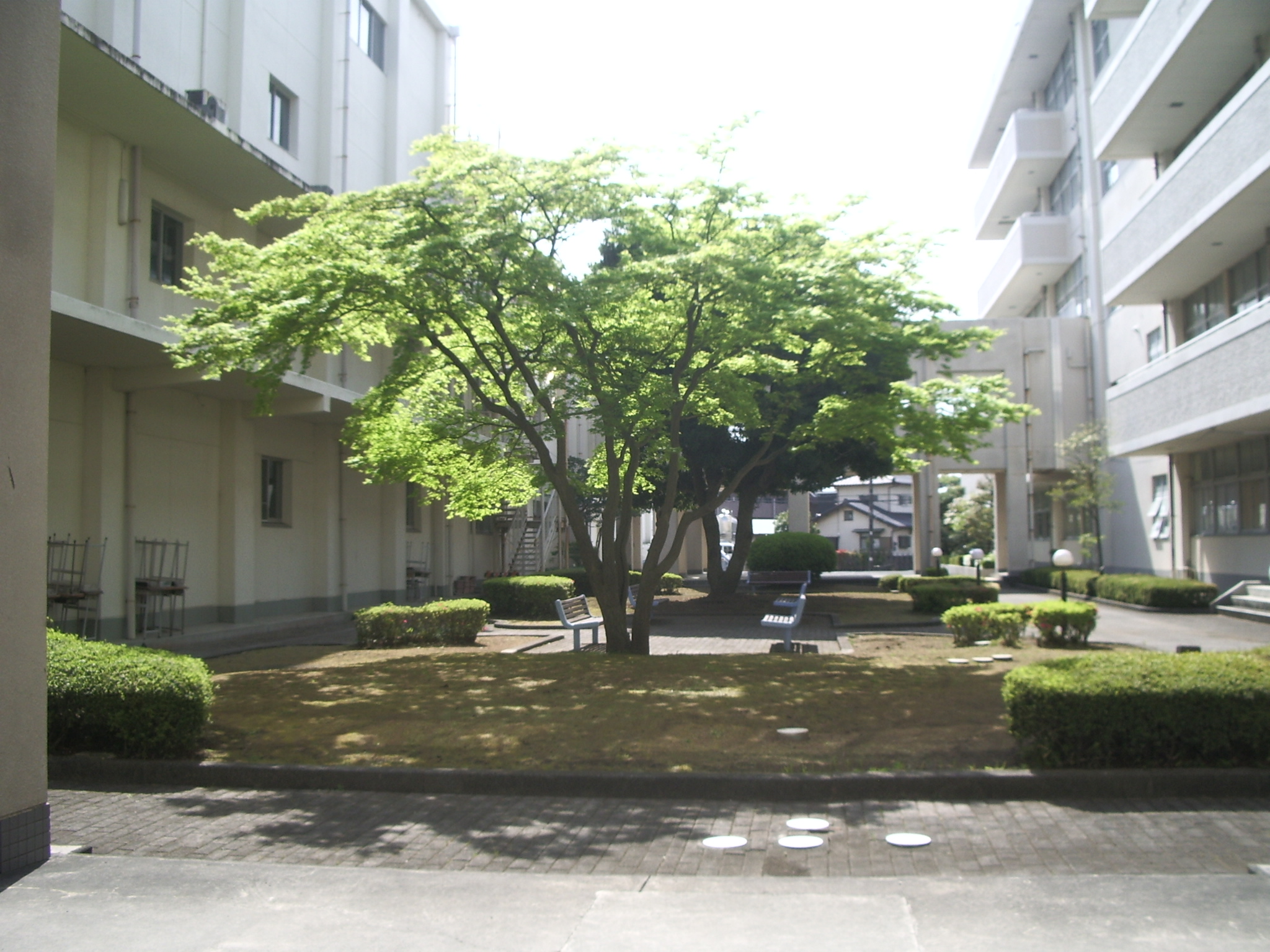 中庭