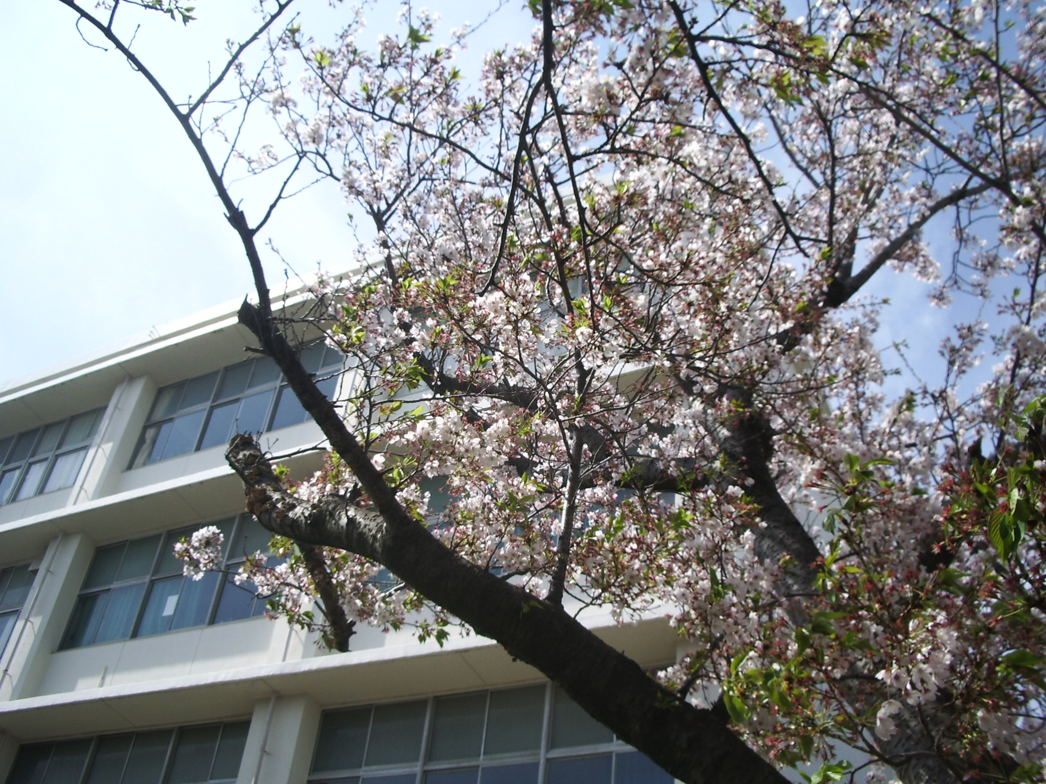 桜と校舎
