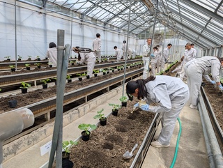 「野菜」　メロンの定植