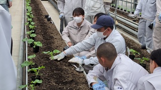 「野菜」　メロンの定植
