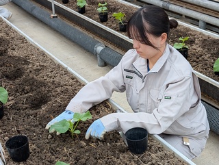 「野菜」　メロンの定植