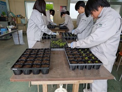 「草花」マリーゴールドの播種・春もの草花の鉢上げ