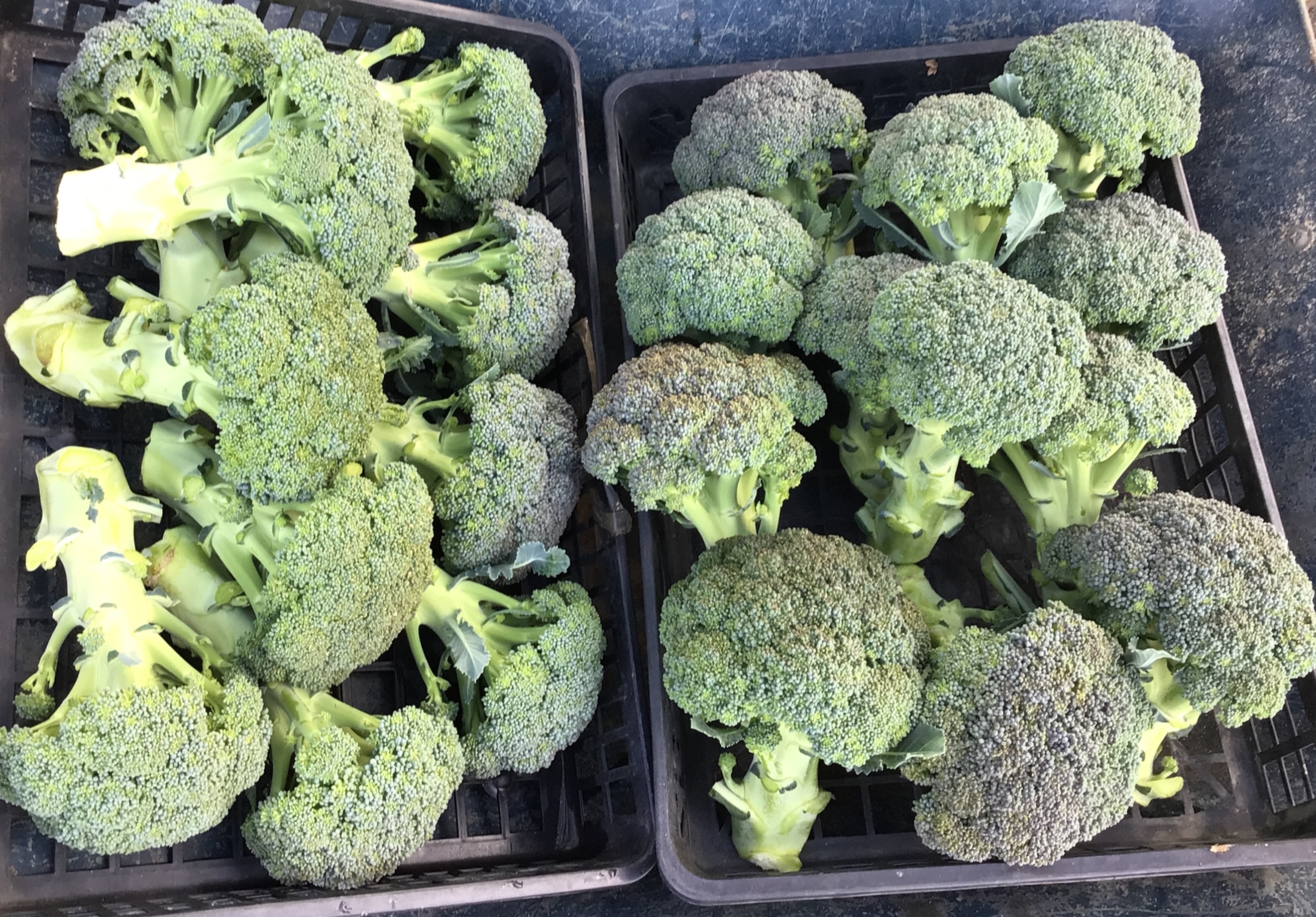 農園芸班（製品写真）