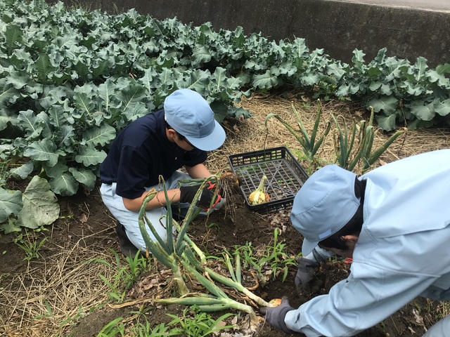 収穫②