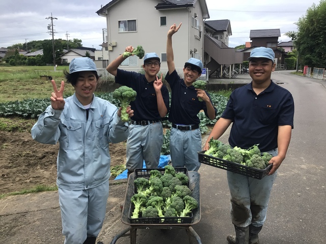 収穫⑥