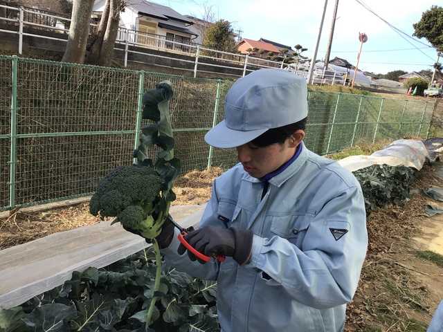 ブロッコリー収穫