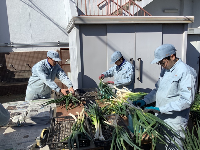ネギ　出荷作業