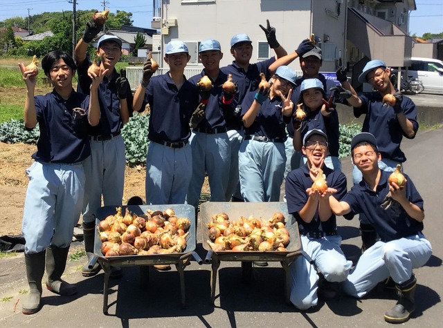 農園芸班玉ねぎ収穫①
