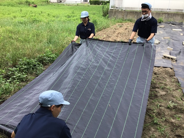 防草シートはり