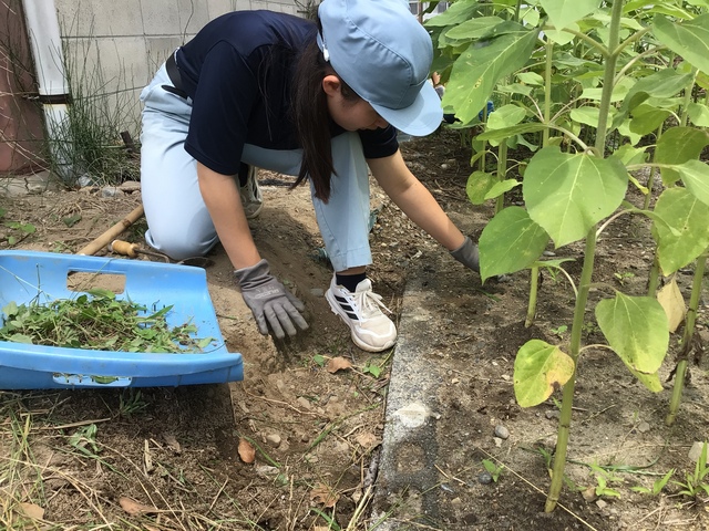 草取り②