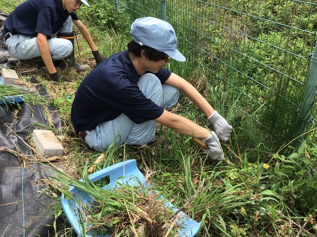 草取り