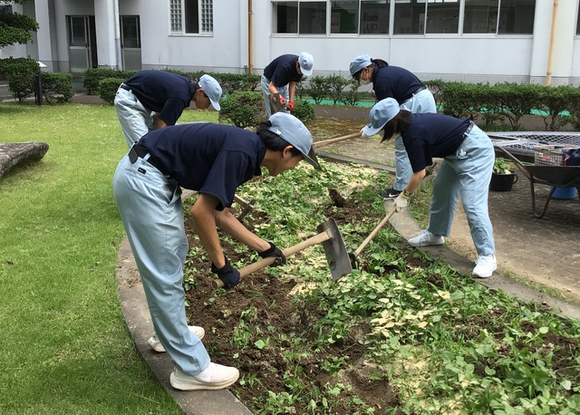 さつまいも植え付け①