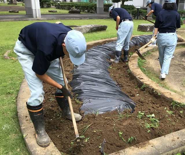 さつまいも植え付け②