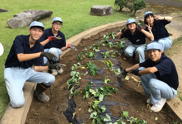 さつまいも植え付け④